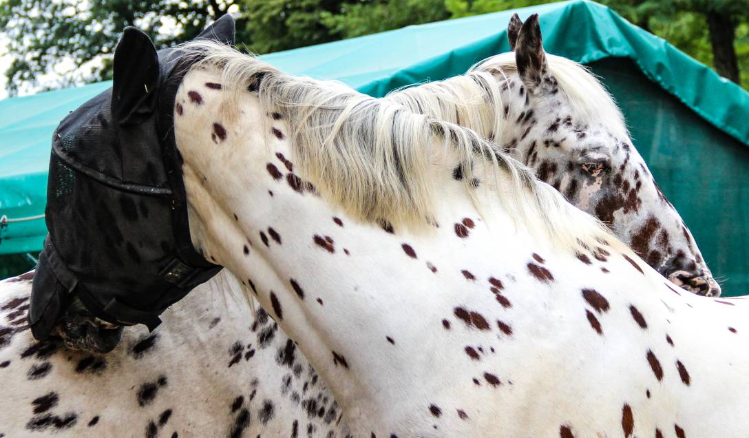 maske-4420.jpg maske-4420.jpg