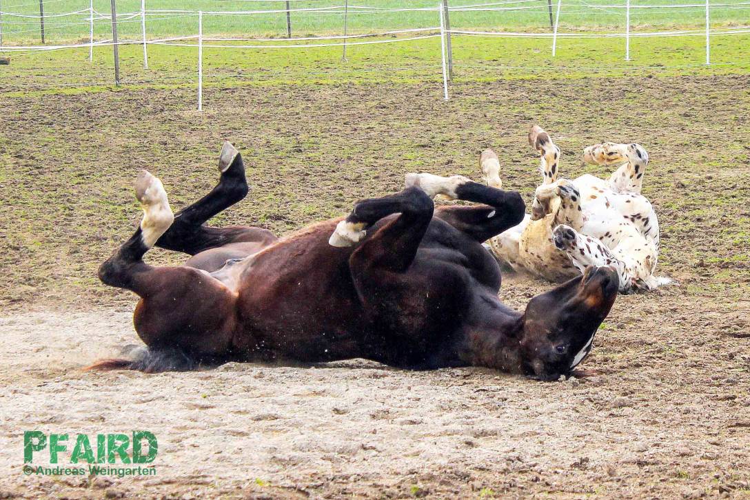 platini-loewenherz-0047.jpg platini-loewenherz-0047.jpg