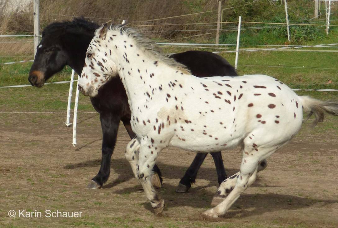 platini-1070327.jpg platini-1070327.jpg