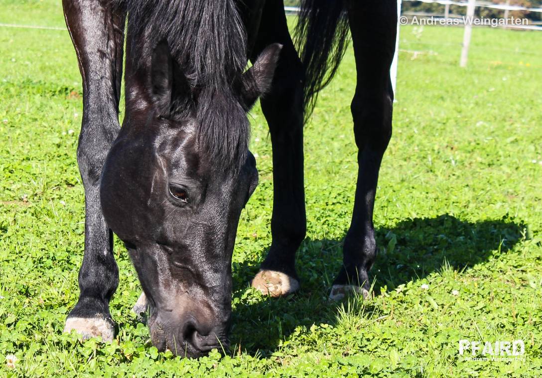 joya-7724.jpg joya-7724.jpg