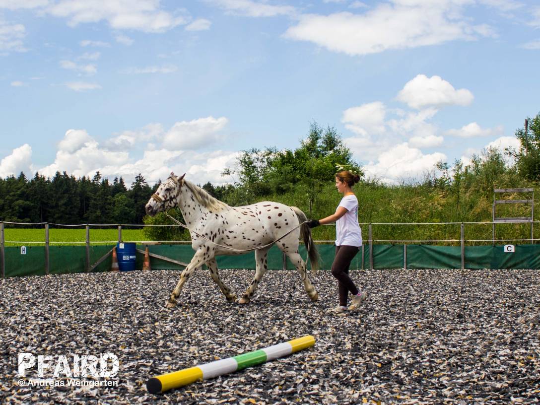 platini-1882.jpg platini-1882.jpg