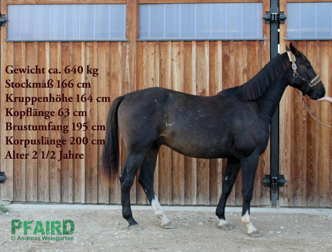 loewenherz-.jpg loewenherz-.jpg