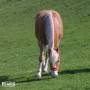 haflinger-0010.jpg